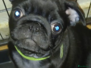 Pug dogs Black pug puppies for sale - Advert 6