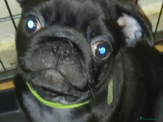 Pug dogs Black pug puppies for sale - Advert 6