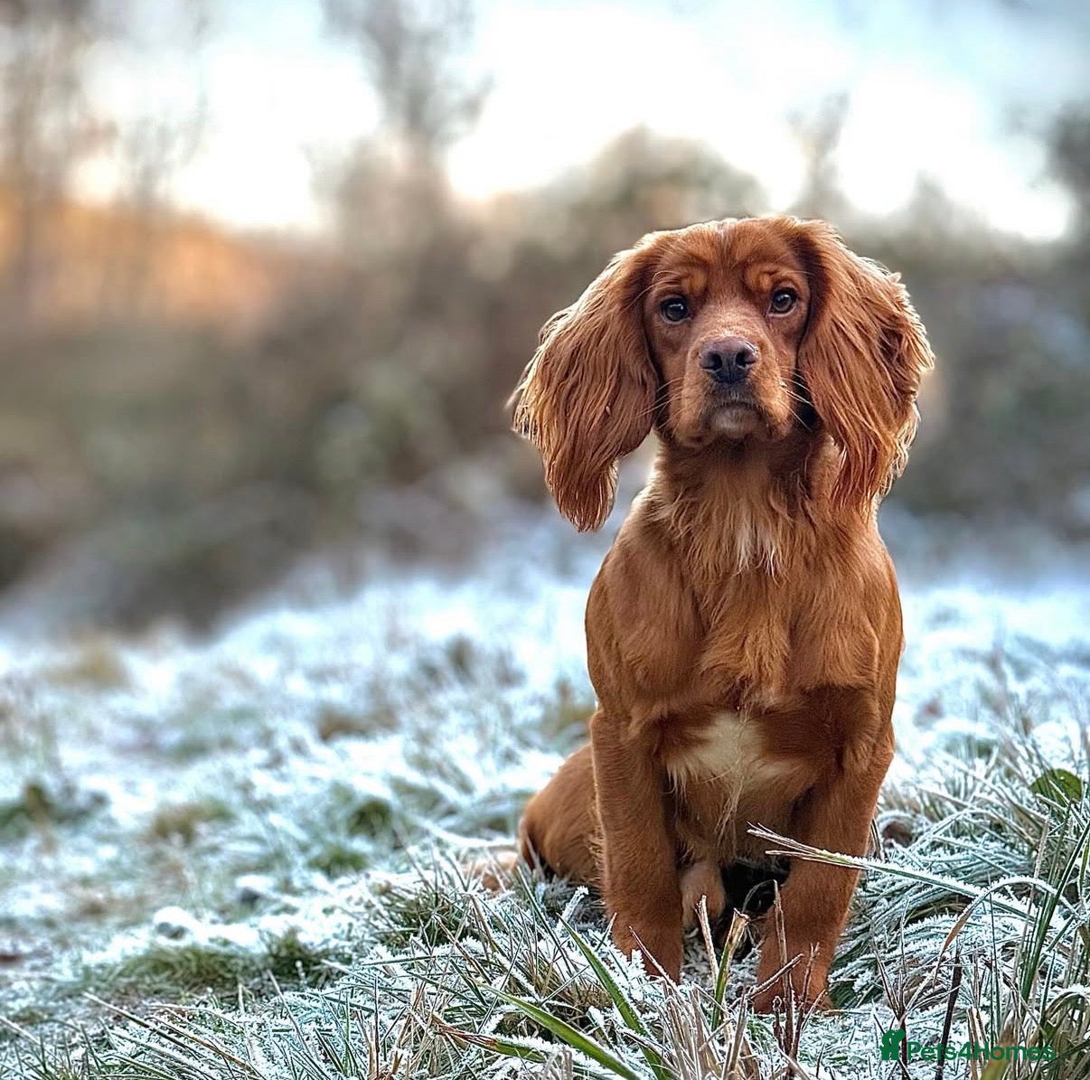 Cocker Spaniel dogs Ammerdown Greedy Available At Stud. Health Tested - Advert 7