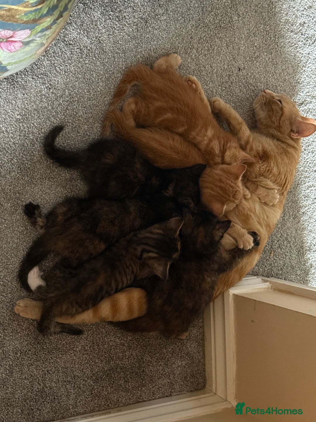 British Shorthair cats for sale: Gorgeous tortoise-shell kittens - Image 1