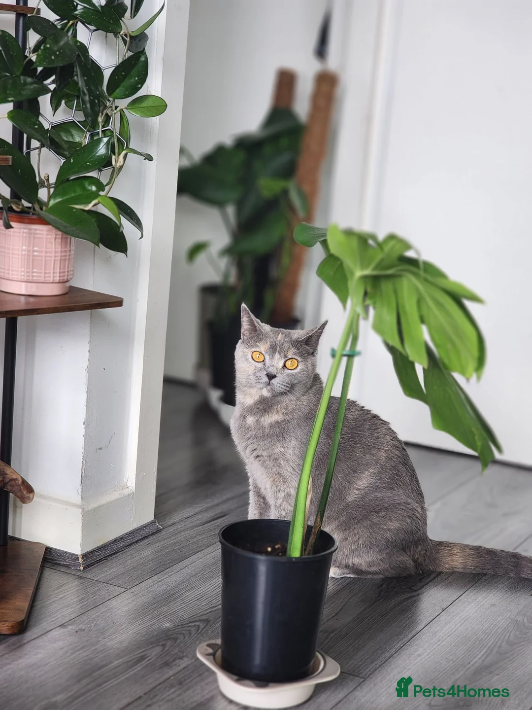 British Shorthair cats for sale: ✨️Stunning British Shorthair Blue Kitten ✨️ - Advert 2
