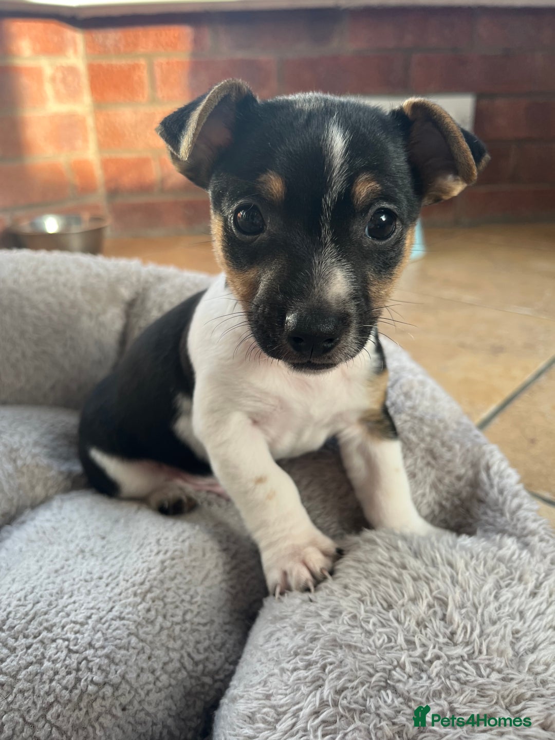 Jack Russell dogs for sale: Jack Russell Puppies for sale - Image 2