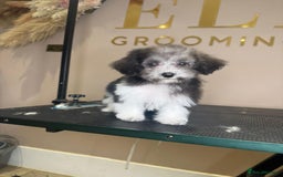 Maltipoo dogs for sale: RARE SILVER Teddy asian Maltipoo FULLY VACCINATED  - Image 5
