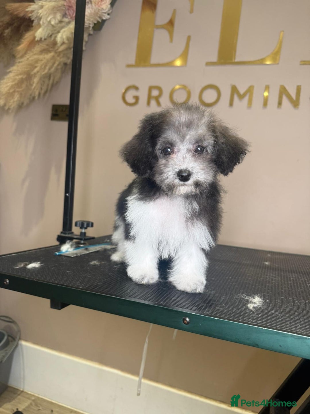 Maltipoo dogs for sale: RARE SILVER Teddy asian Maltipoo FULLY VACCINATED  - Image 5