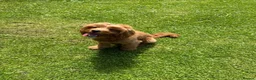 Cavapoo dogs for stud: Cavapoo Proven Stud  - Advert 5