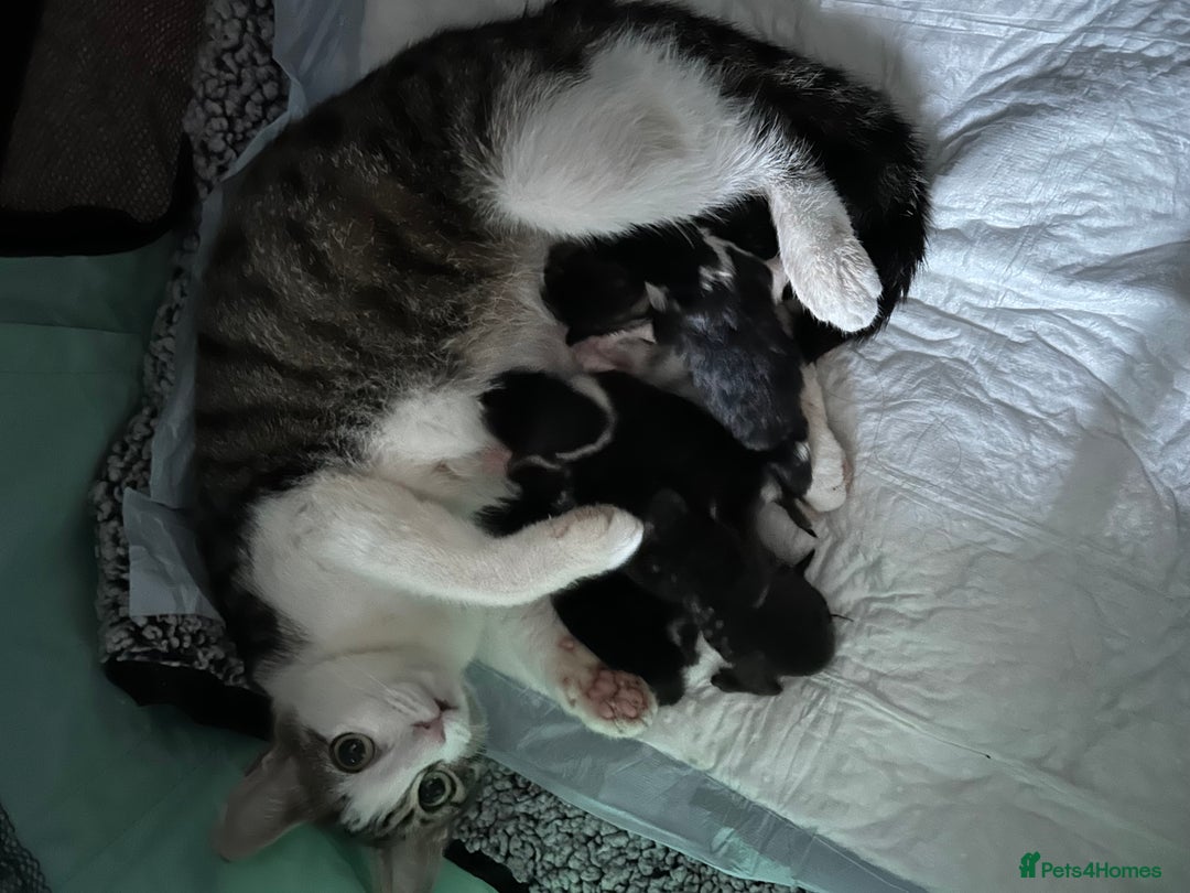 Mixed Breed cats for sale: 5 kittens for Sale - Image 15
