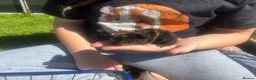 Guinea Pig rodents for sale: Baby Boy/Boar & Baby Girl/Sow Guinea Pigs, Teddy - Advert 6
