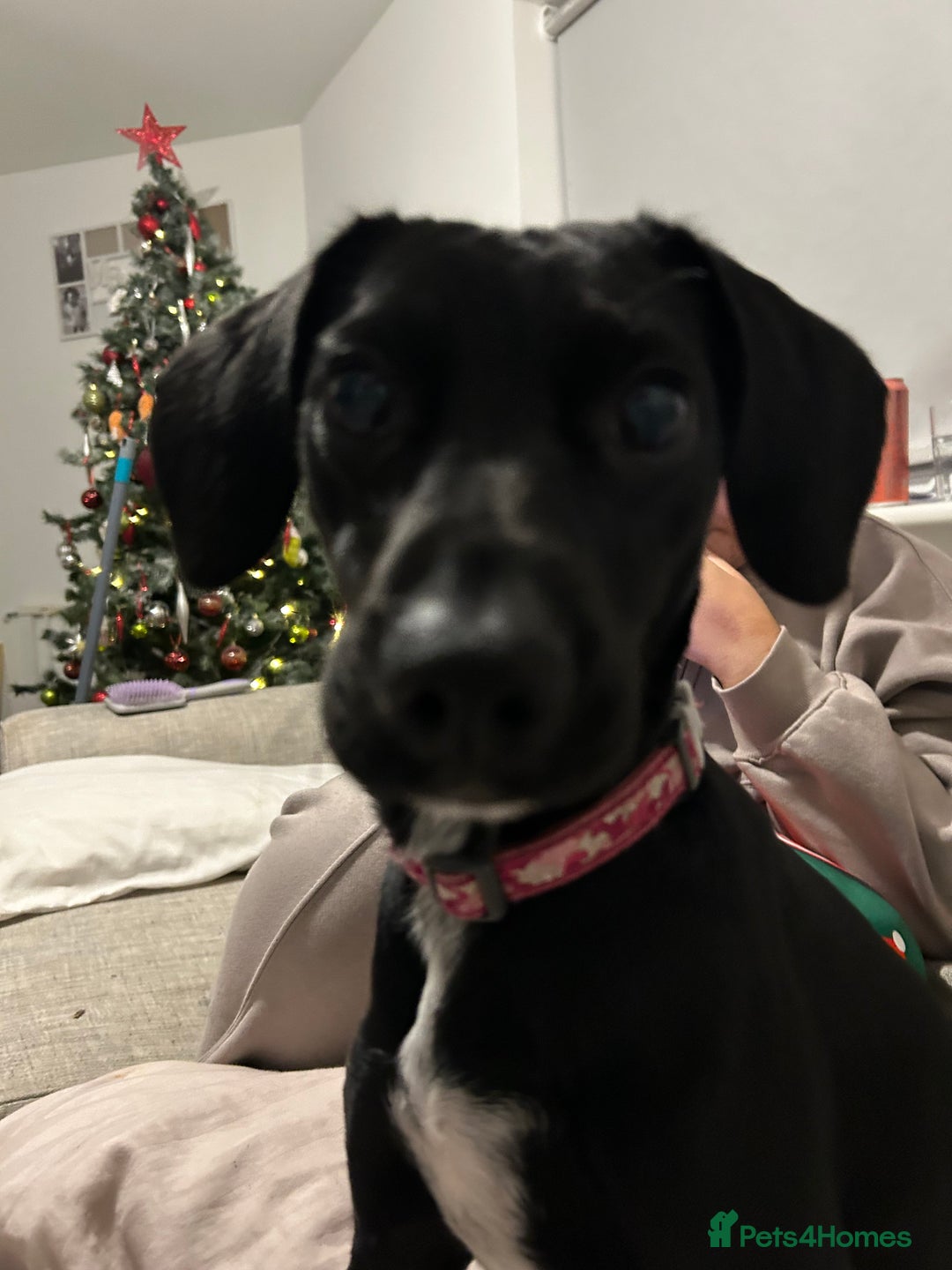 Springador dogs for sale: Bella the springador  - Advert 3