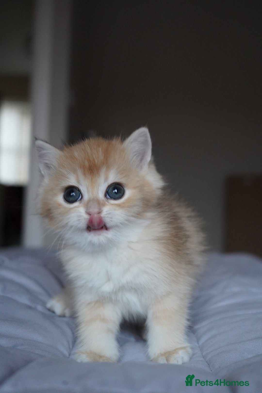 British Shorthair cats for sale: British Shorthair Chinchilla - Advert 9