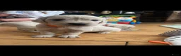 Golden Retriever dogs for sale: KC registered, health checked golden retrievers  - Advert 28