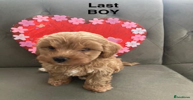 Maltipoo dogs - Advert 11