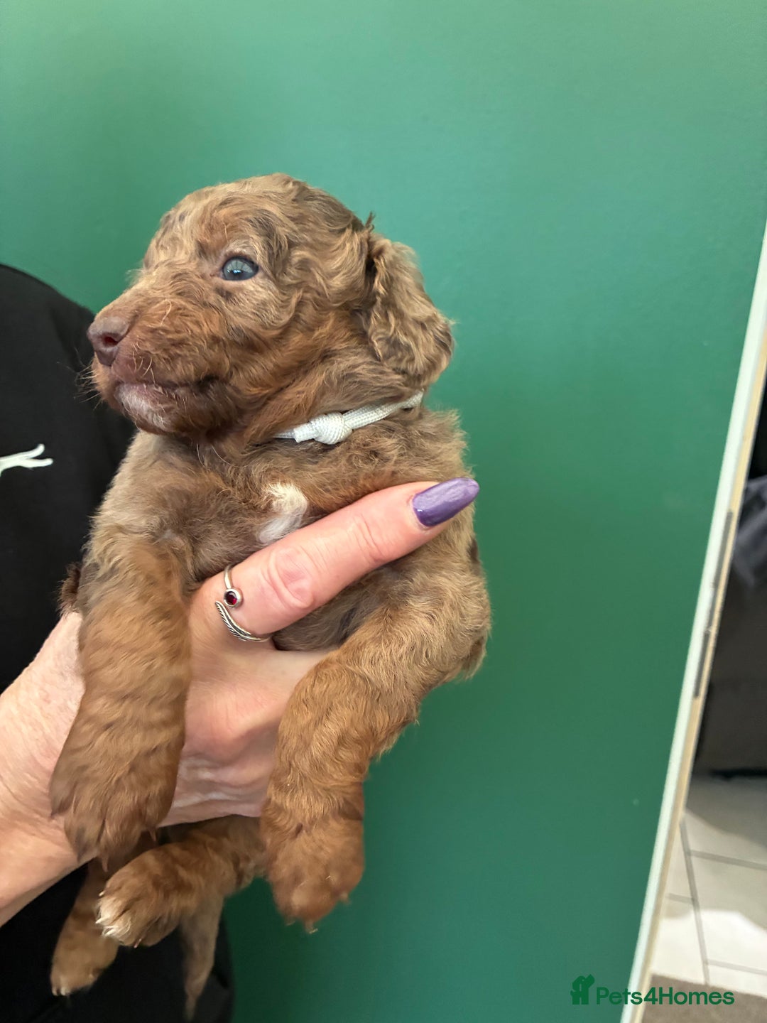 Cockapoo dogs for sale: Stunning Cockapoos looking for their new homes - Advert 4