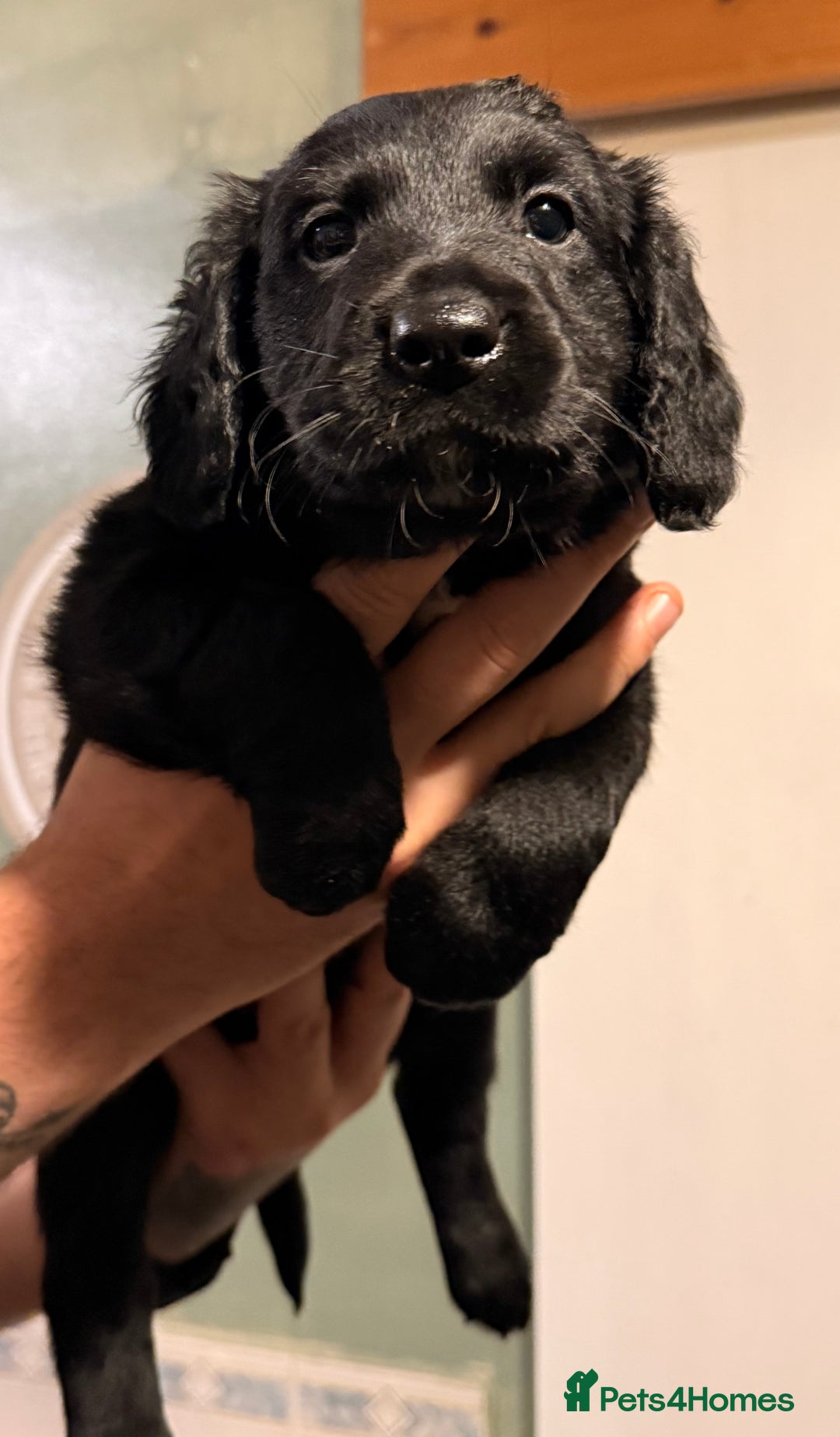 Mixed Breed dogs for sale: Border collie x cocker spaniel  - Advert 9