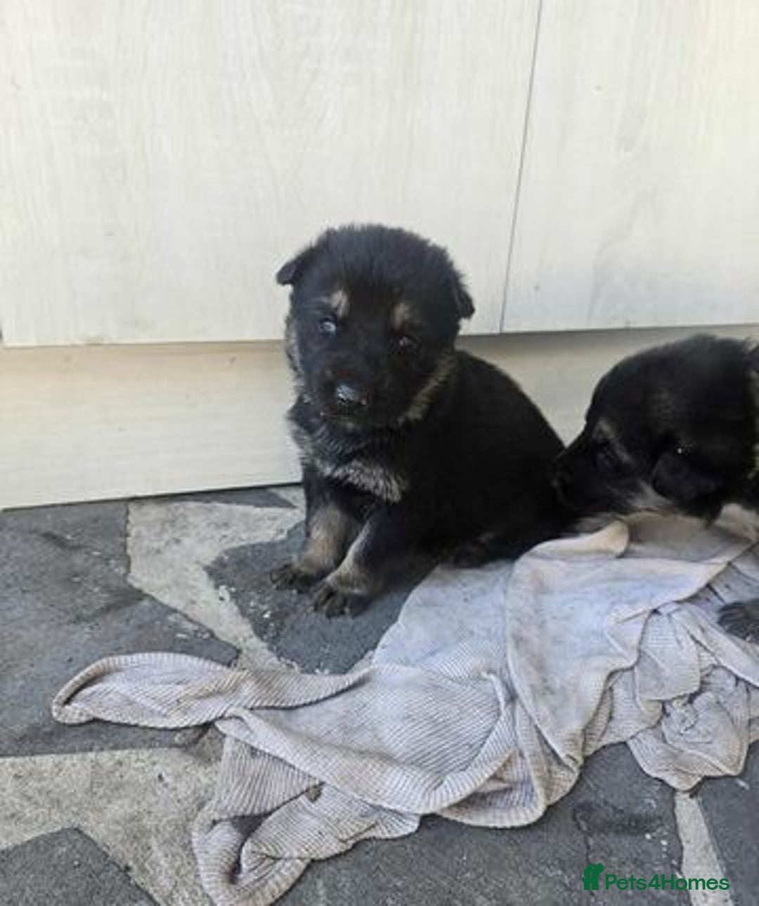 German Shepherd dogs for sale: German Shepherd Puppies - Image 4