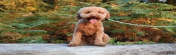 Miniature Poodle dogs for stud: RUPERT MINIATURE POODLE in Southampton - Advert 1
