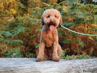 Miniature Poodle dogs RUPERT MINIATURE POODLE in Southampton - Advert 8