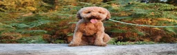 Miniature Poodle dogs for stud: RUPERT MINIATURE POODLE in Southampton - Advert 1