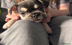 French Bulldog dogs for sale: 5 beautiful female French bulldogs for sale - Image 5