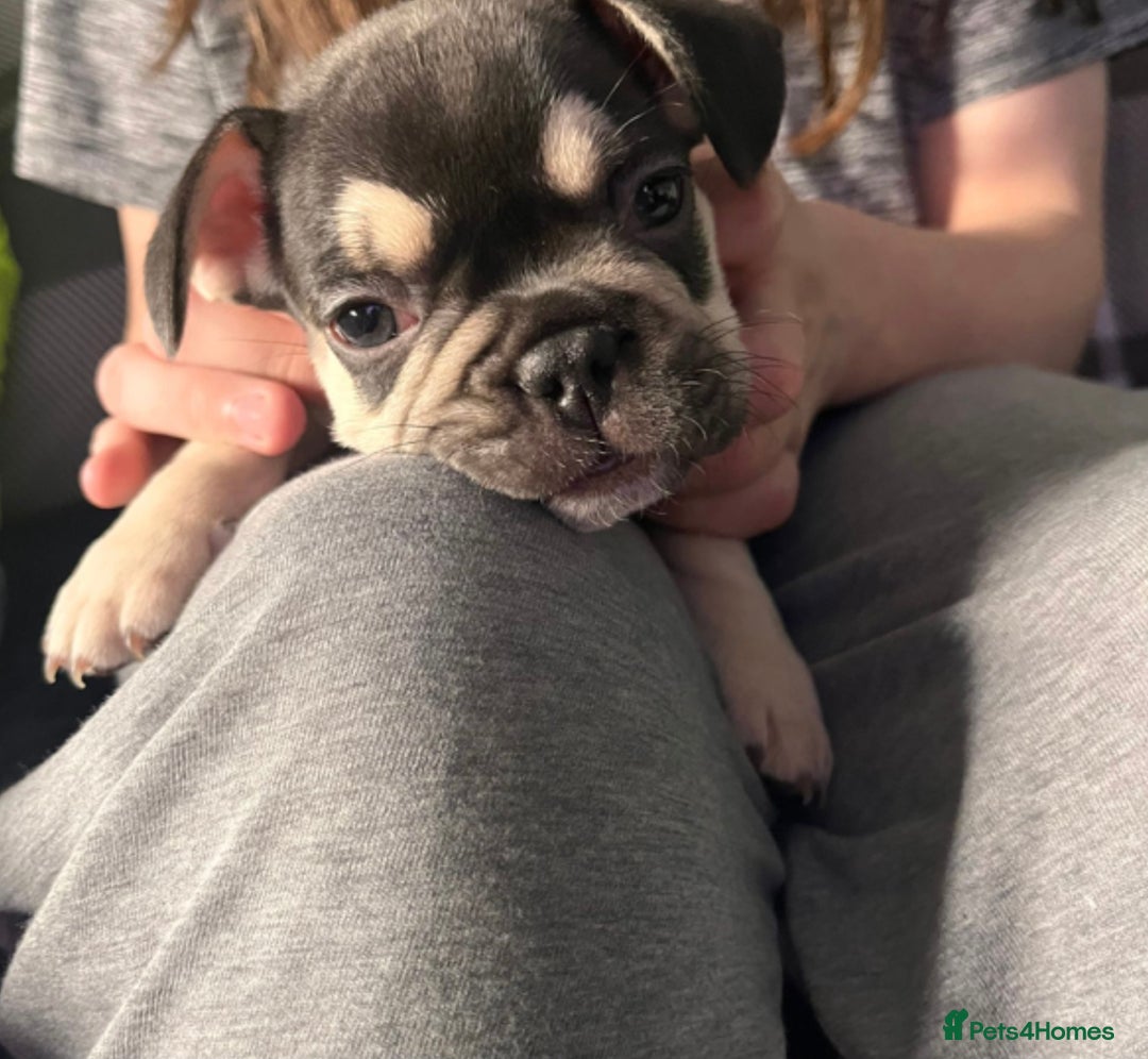 French Bulldog dogs for sale: 5 beautiful female French bulldogs for sale - Image 5