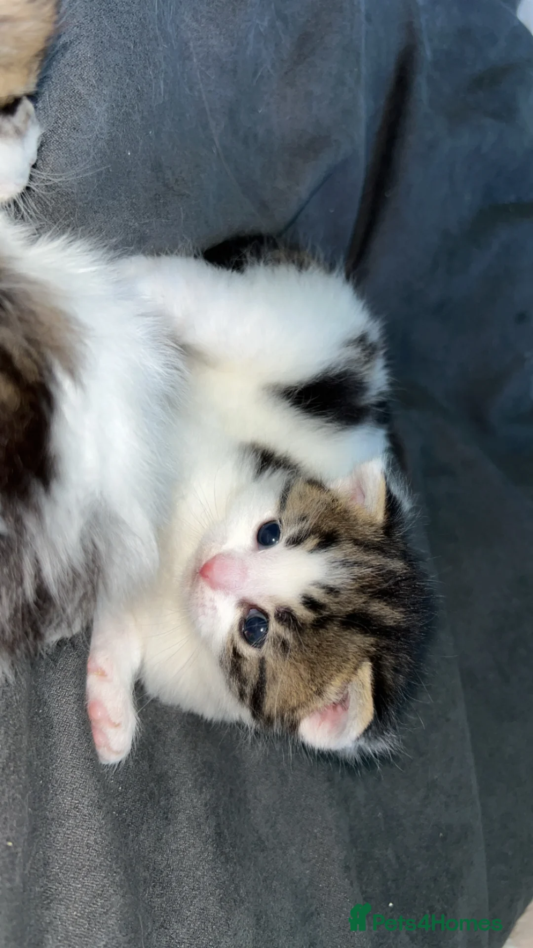 Mixed Breed cats for sale: Calico mix male kitten  - Advert 3
