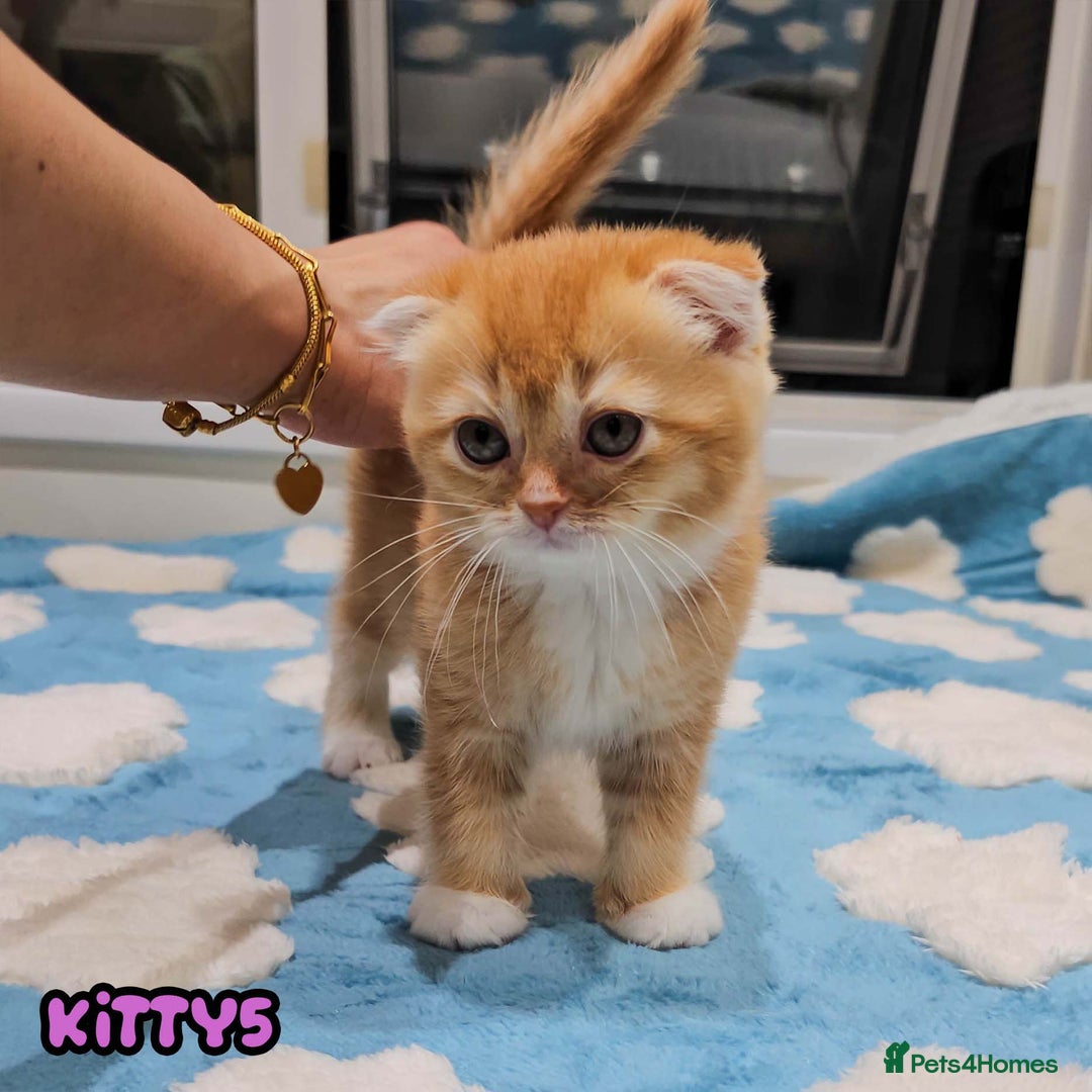 British Shorthair cats for sale: Adorable Kittens Ready For Reservation  - Image 12