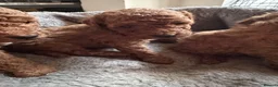 Toy Poodle dogs for sale: Red Genuine Toy Poodle puppies in Ferndown - Advert 6