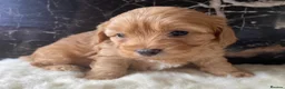 Shihpoo dogs for sale: Rare PRA clear health tested Shihpoo x Puppies  - Advert 20