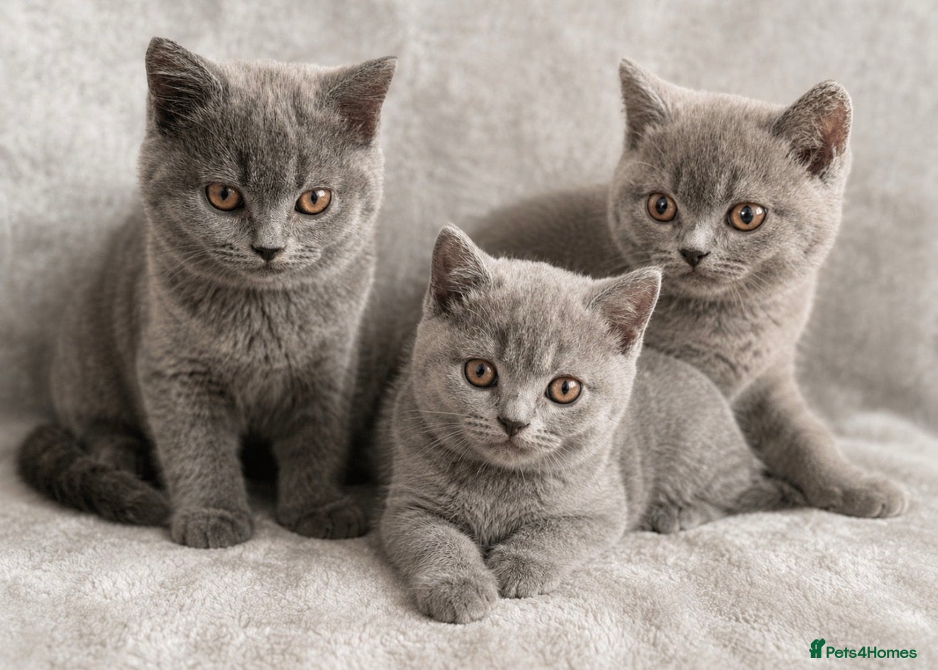 British Shorthair cats Adorable British Shorthair Kittens Ready To Go - Advert 1