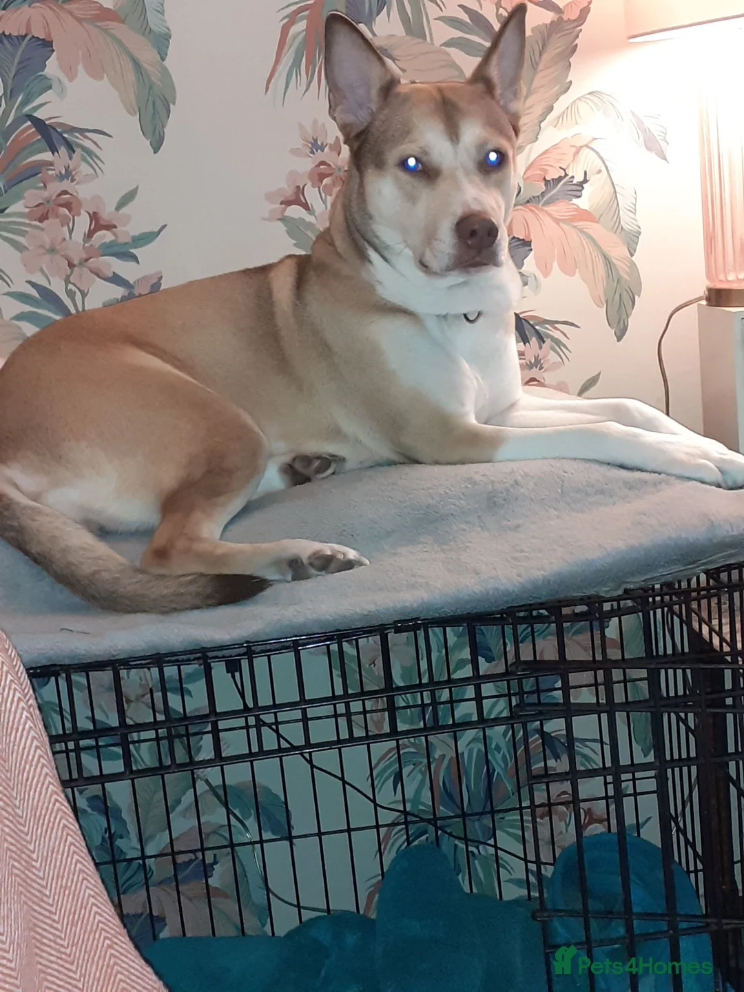 Mixed Breed dogs for sale: Miss narlah looking for a Mr right forever in Birmingham - Advert 2