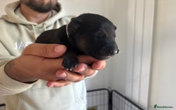German Shepherd dogs for sale: KC Registered Working Line German Shepherd Puppies - Image 4