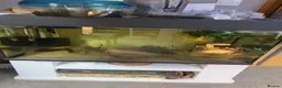 Axolotl reptiles for sale: Male axolotl  - Advert 3