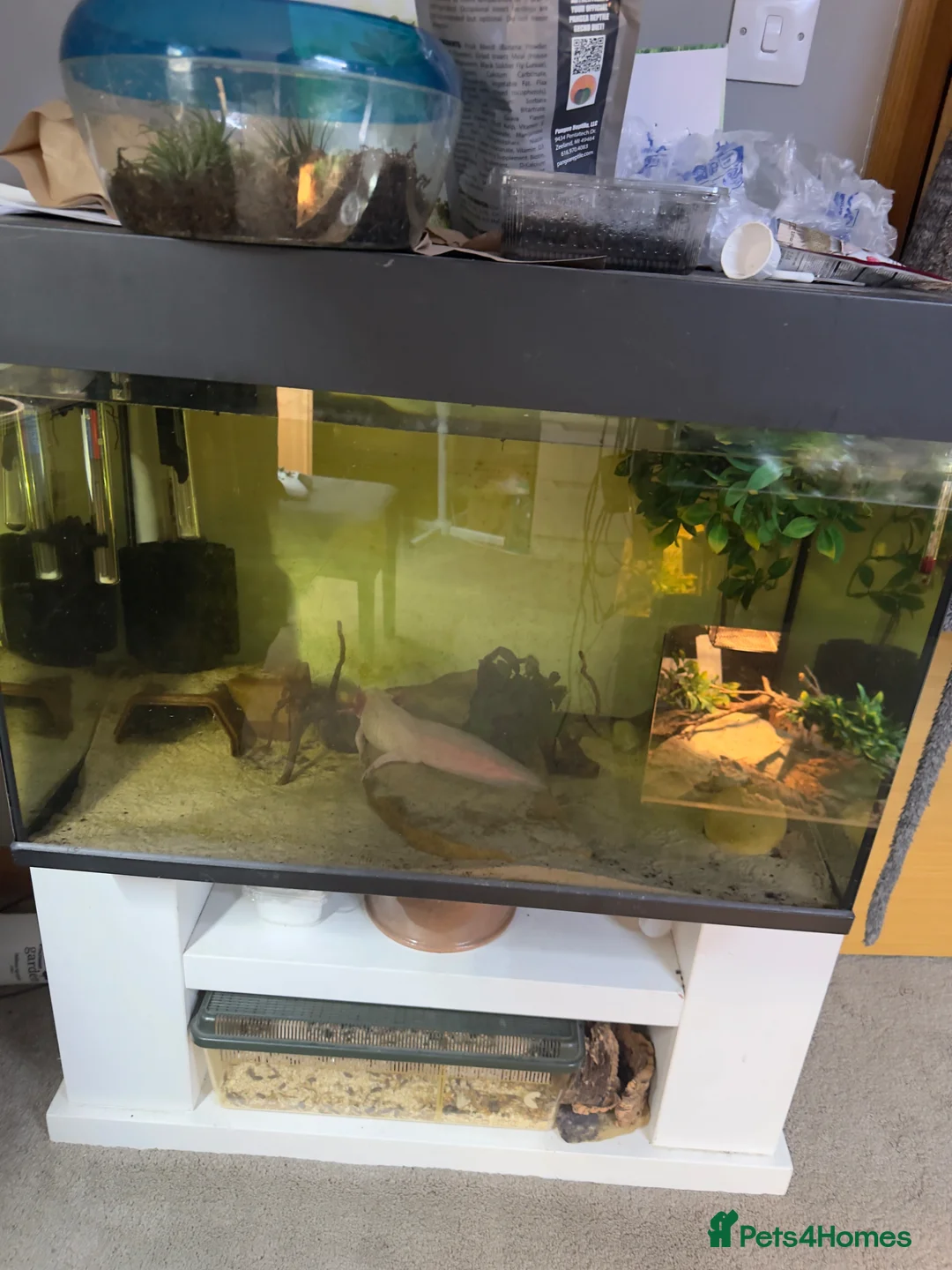Axolotl reptiles for sale: Male axolotl  - Advert 3