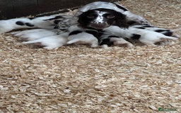 English Springer Spaniel dogs for sale: Working English Springer Spaniels  - Image 3