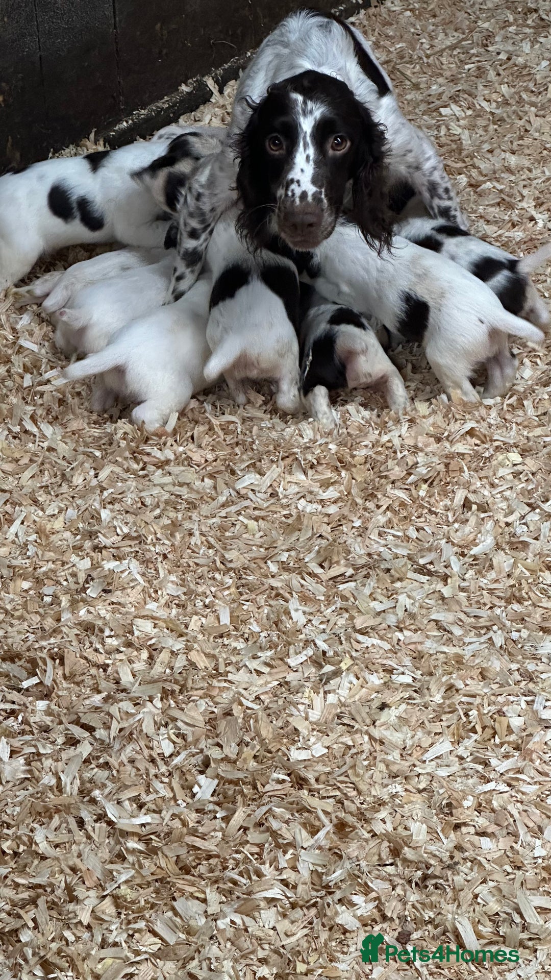 English Springer Spaniel dogs for sale: Working English Springer Spaniels  - Image 3