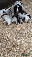 English Springer Spaniel dogs - Advert 12
