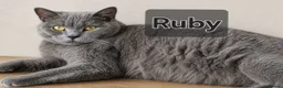 British Shorthair cats for sale: Pedigree BSH kittens stunning litter - Advert 6