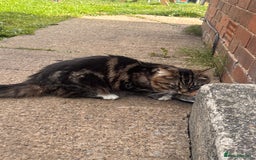 Domestic Shorthair cats for sale: Domestic short hair / long hair  - Image 9