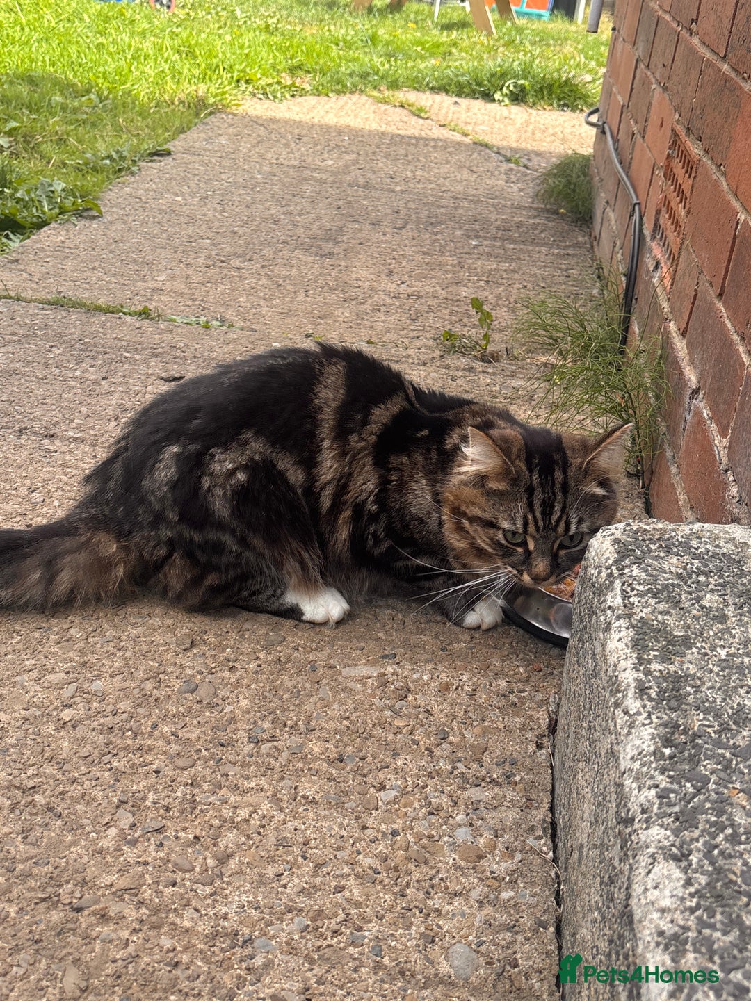 Domestic Shorthair cats for sale: Domestic short hair / long hair  - Image 9