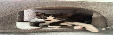 DSH Black & White (Female)