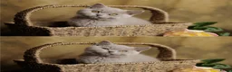 British Shorthair cats for sale: British Short Long-haired Chocolate Brown Fawn Red - Advert 12