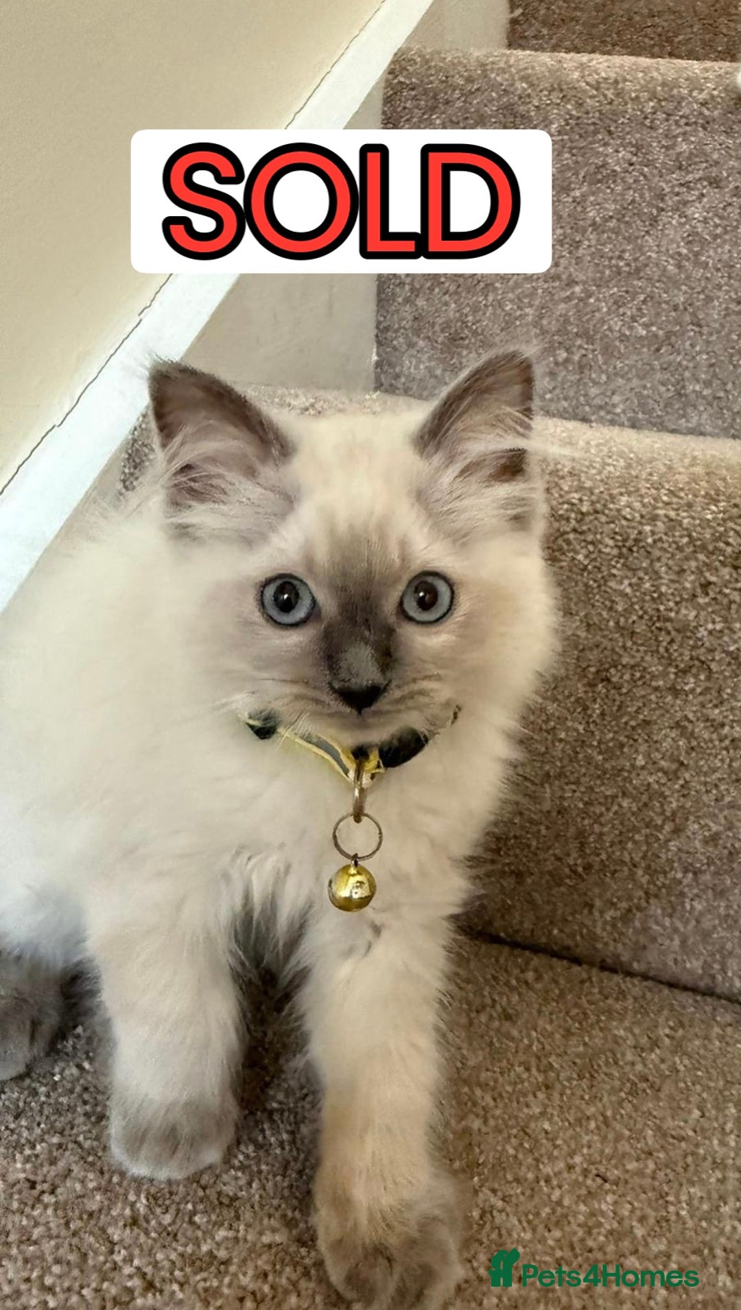 Ragdoll cats for sale: The Last Adorable Girl Ragdoll - Image 8