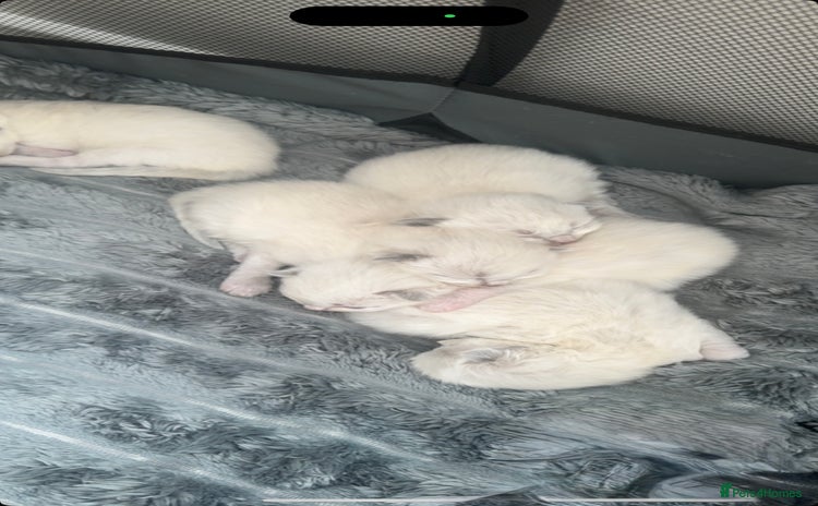 Ragdoll cats - Advert 1