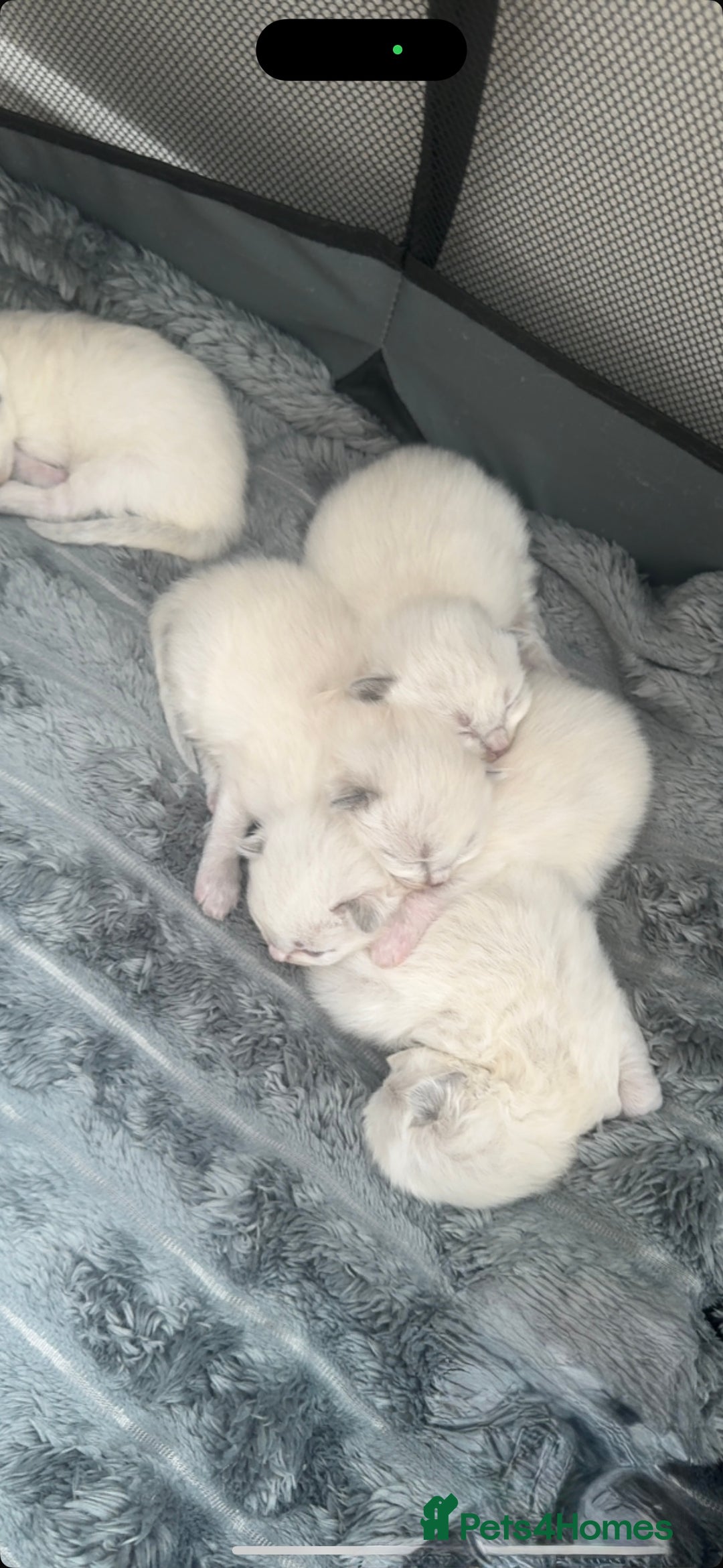 Ragdoll cats for sale: RagDoll kittens  - Image 1
