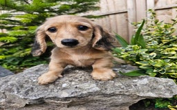 Miniature Dachshund dogs for sale: Longhaired miniature dachshund  - Image 10