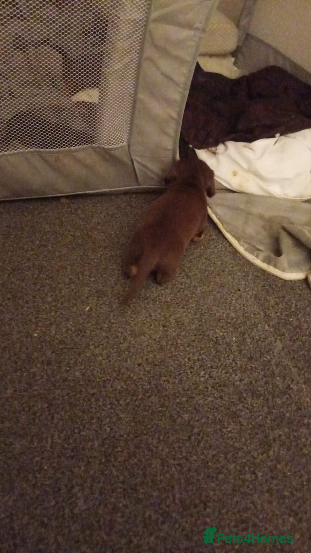 Miniature Dachshund dogs for sale: Mini dachshund - Advert 2