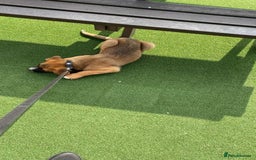 Mixed Breed dogs for sale: Belgian malinois x saint bernard - Image 3