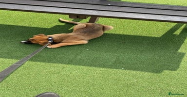 Mixed Breed dogs - Advert 7
