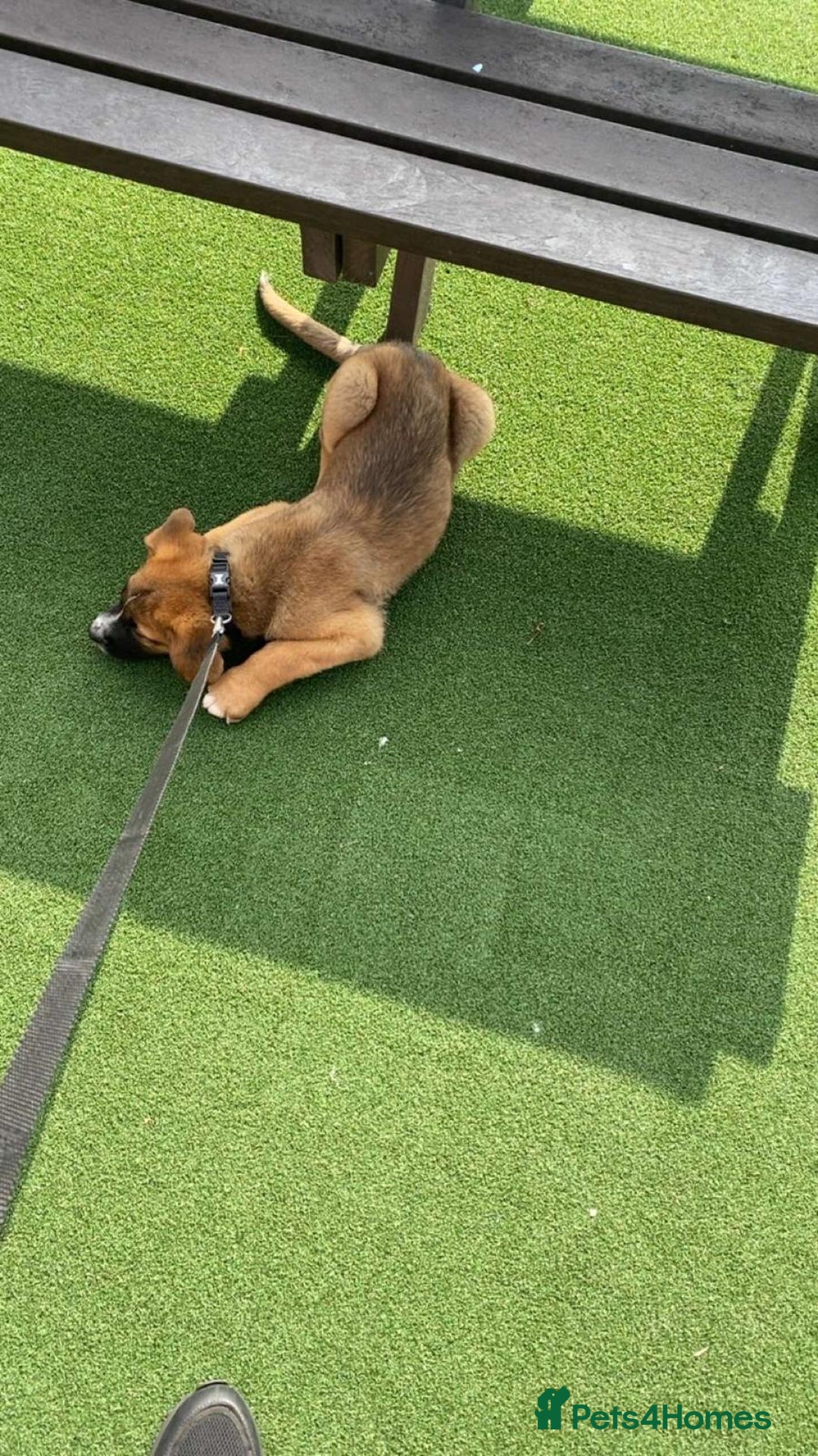 Mixed Breed dogs for sale: Belgian malinois x saint bernard - Image 3