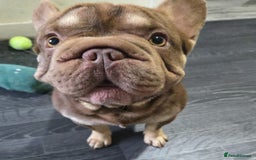 French Bulldog dogs for sale: mr Hugo  - Image 2