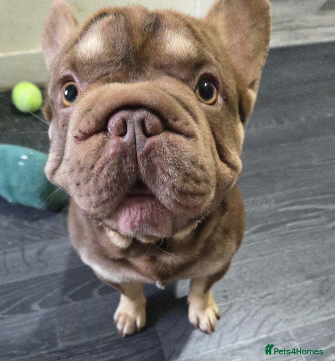 French Bulldog dogs for sale: mr Hugo  - Image 2